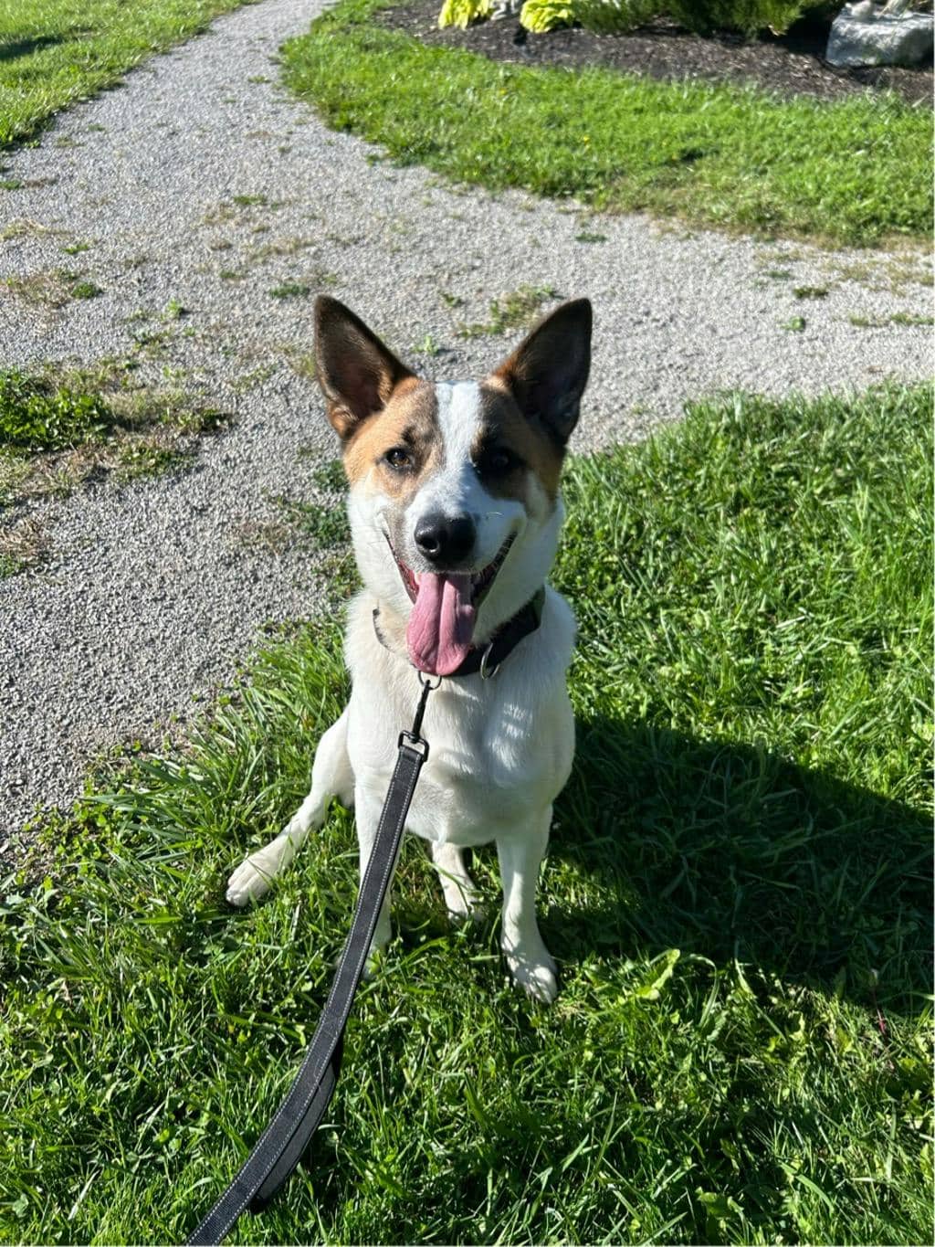 Bandit - Blue Heeler available for adoption