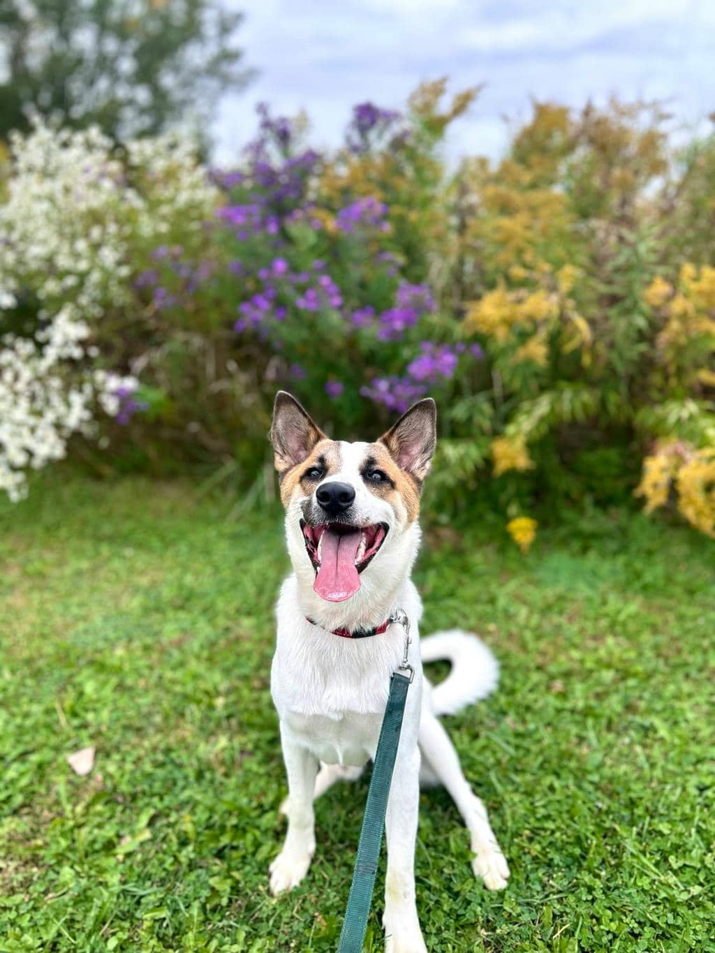 Bandit - Blue Heeler available for adoption