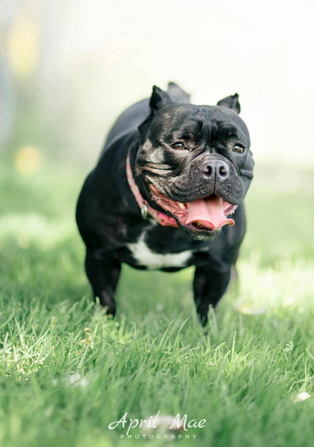 Athena - Olde English Bulldogge available for adoption