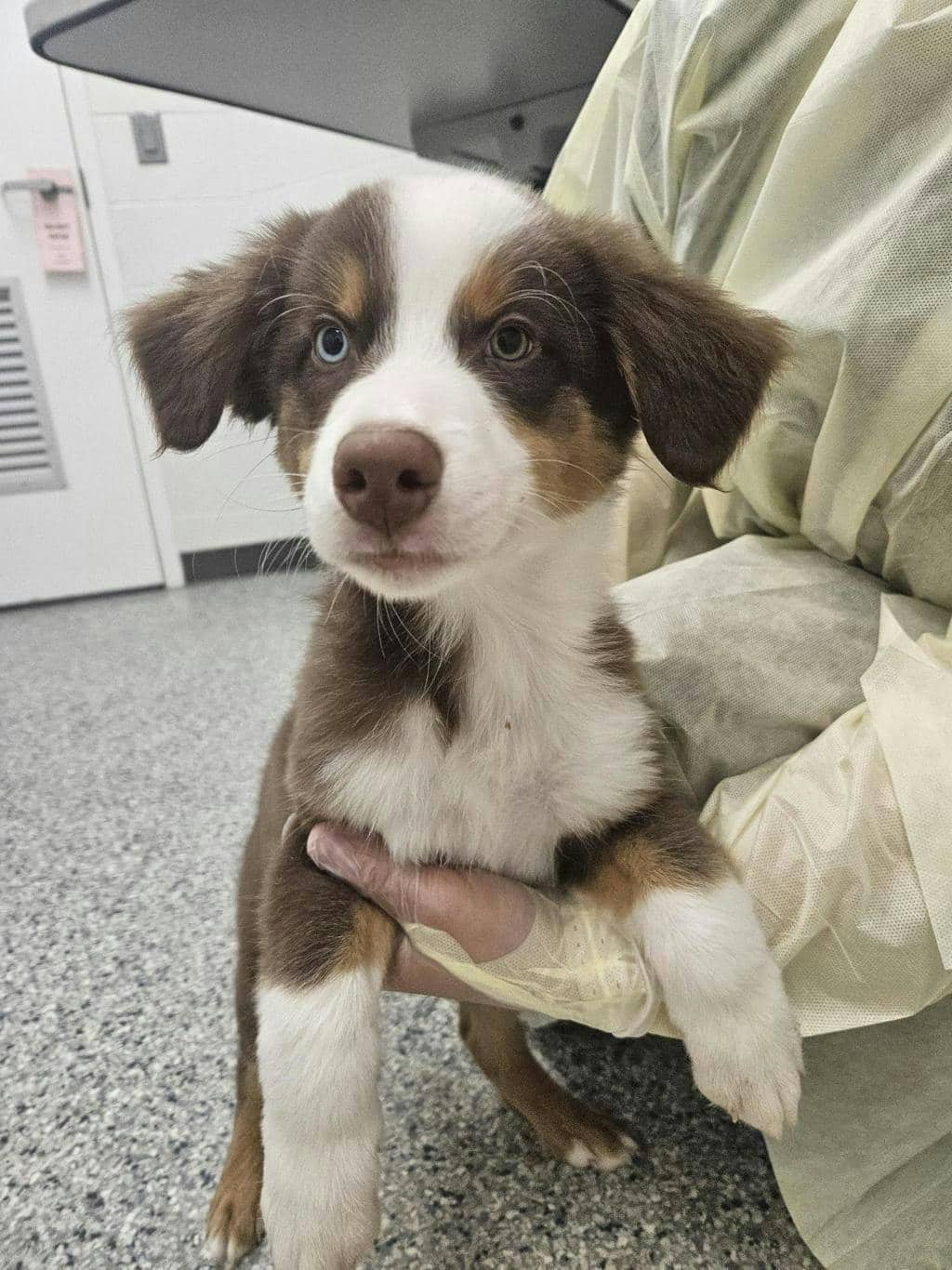 Sheldon - Australian Shepherd available for adoption
