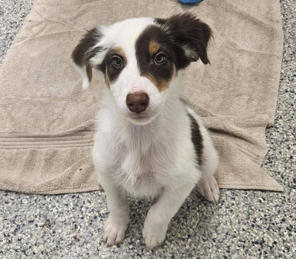 Penny - Australian Shepherd available for adoption at Ontario SPCA (Ottawa Area) in Pembroke