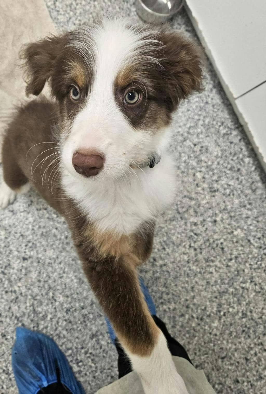 Howard - Australian Shepherd available for adoption