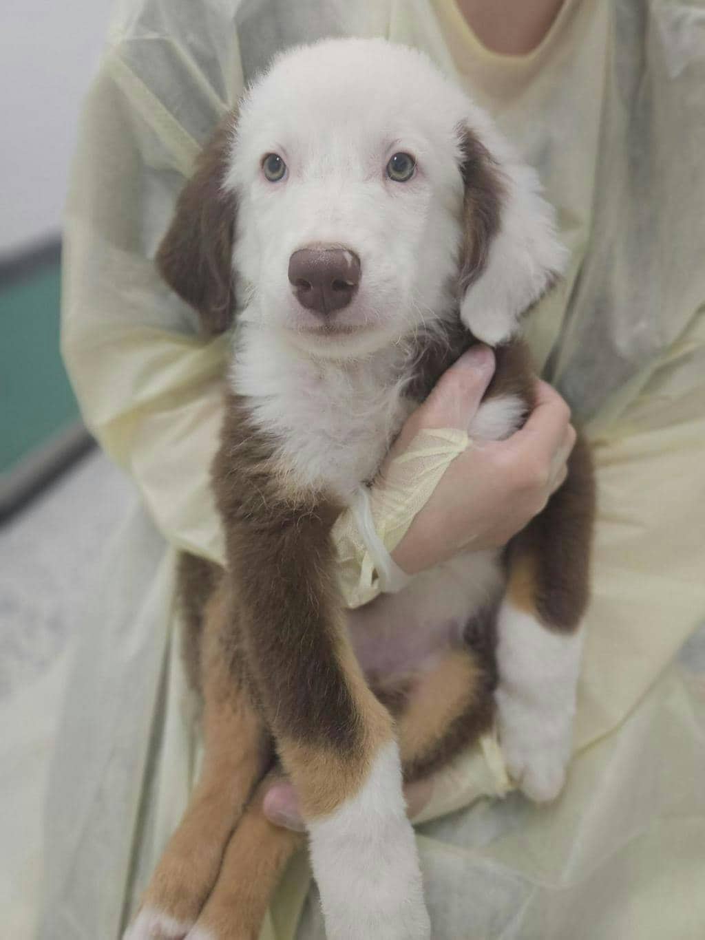 Leonard - Australian Shepherd available for adoption