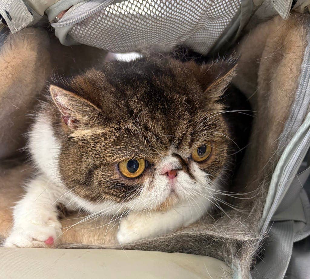 Jason - Persian available for adoption