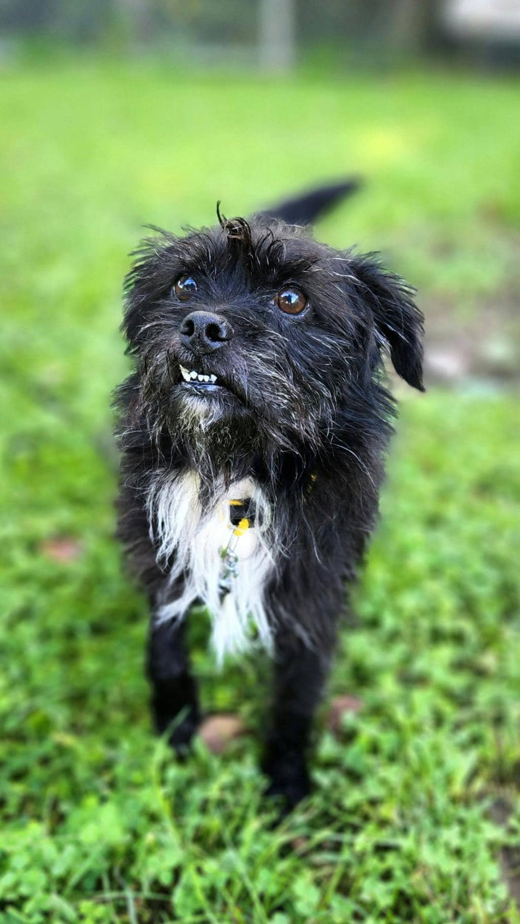 Woody - Terrier available for adoption at Ontario SPCA (Ottawa Area) in Ottawa