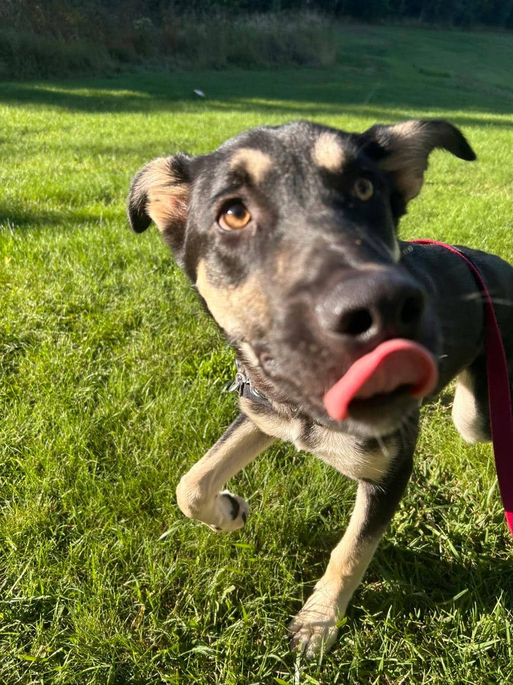 Jeffrey - German Shepherd available for adoption