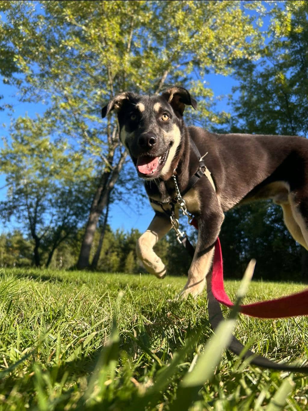 Jeffrey - German Shepherd available for adoption in Calgary