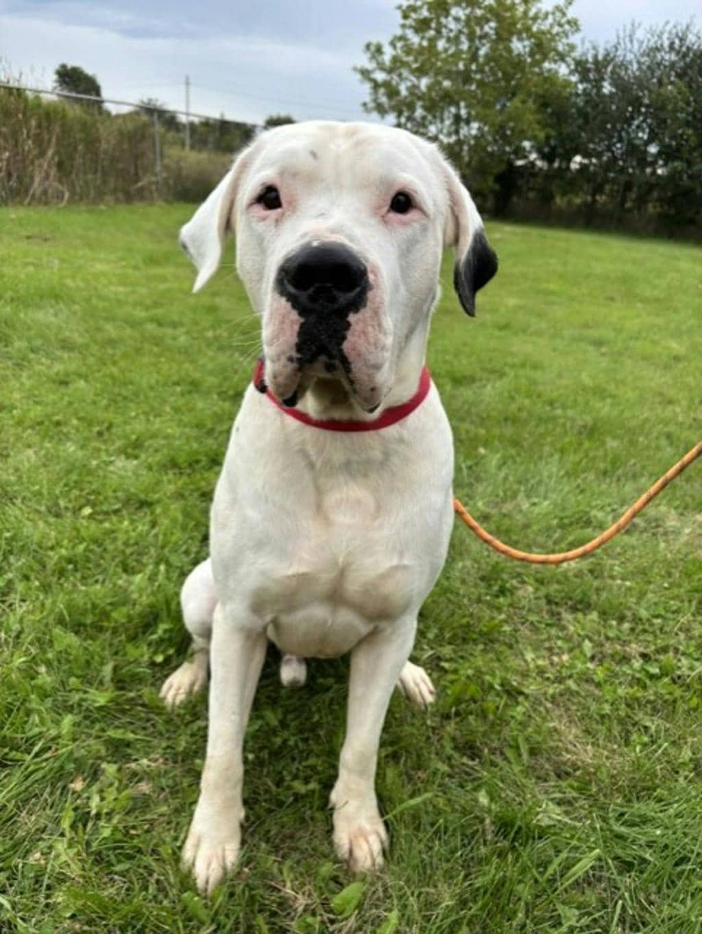 Rio - Argentine Dogo available for adoption