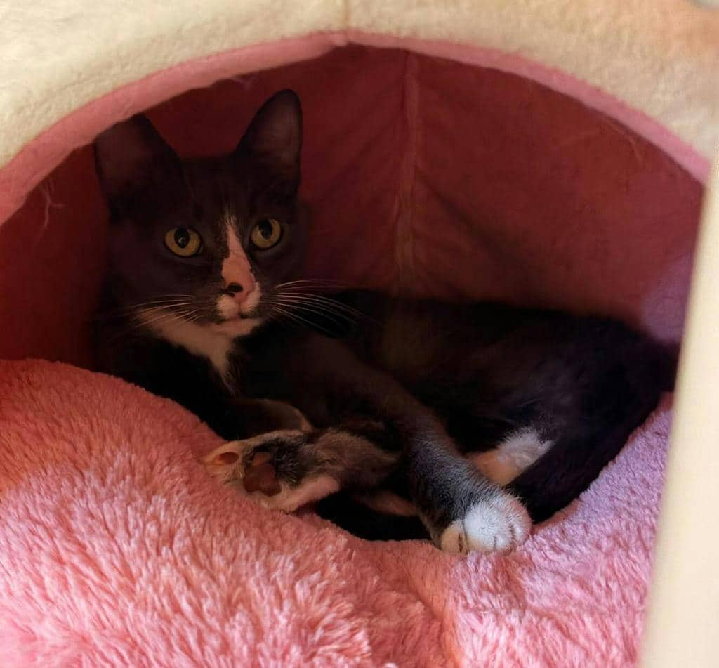 Wanda - Domestic Short Hair available for adoption