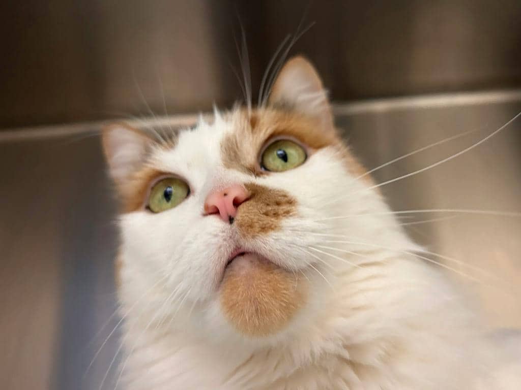 Winnie - Domestic Medium Hair available for adoption