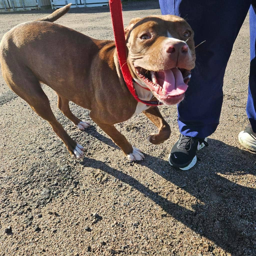 Wiggles - Mixed Breed, Large (over 44 lbs fully grown) available for adoption at Ontario SPCA (Ottawa Area) in Pembroke