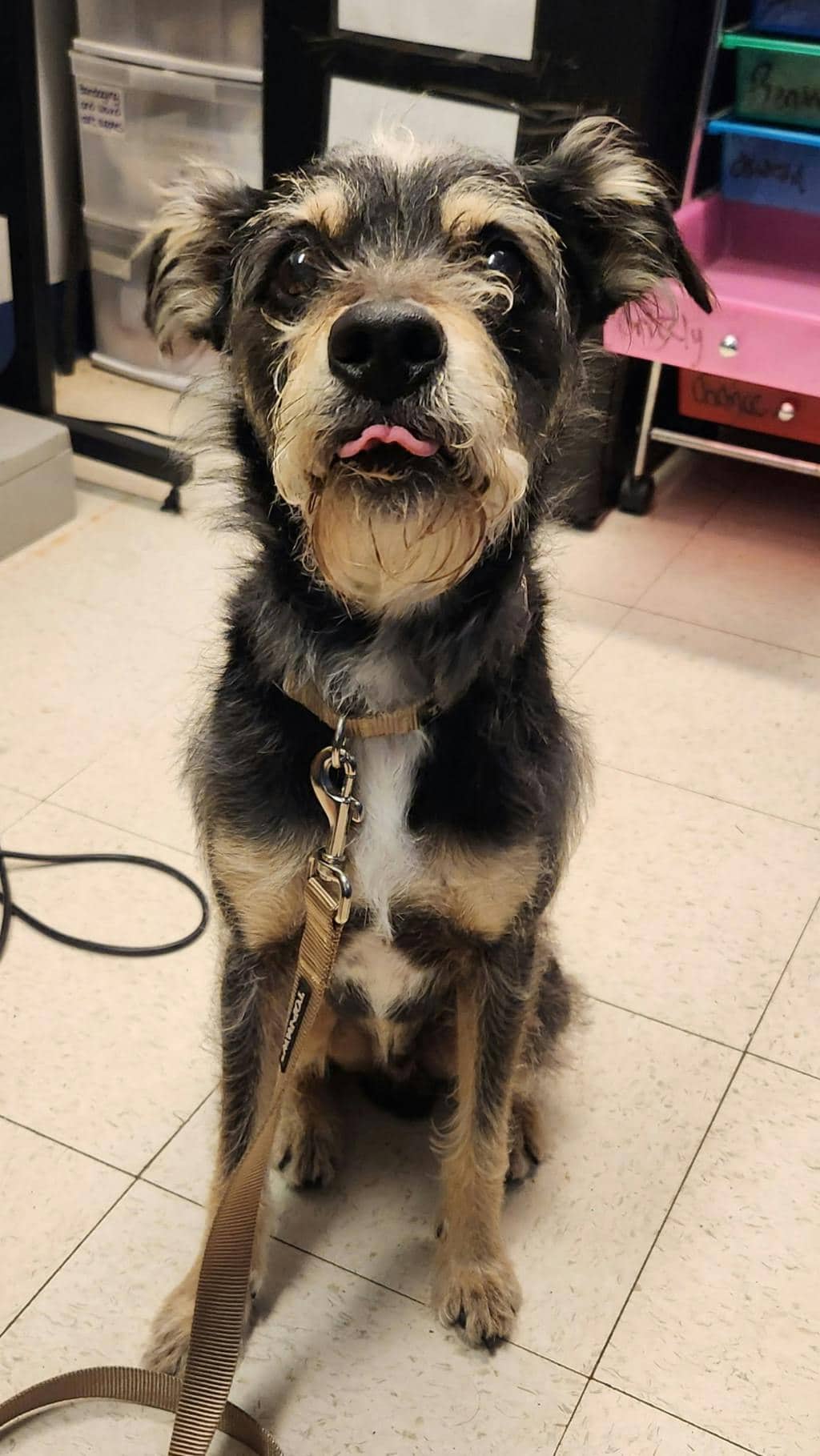 Riot - Schnauzer, Miniature available for adoption at Ontario SPCA (Ottawa Area) in Ottawa