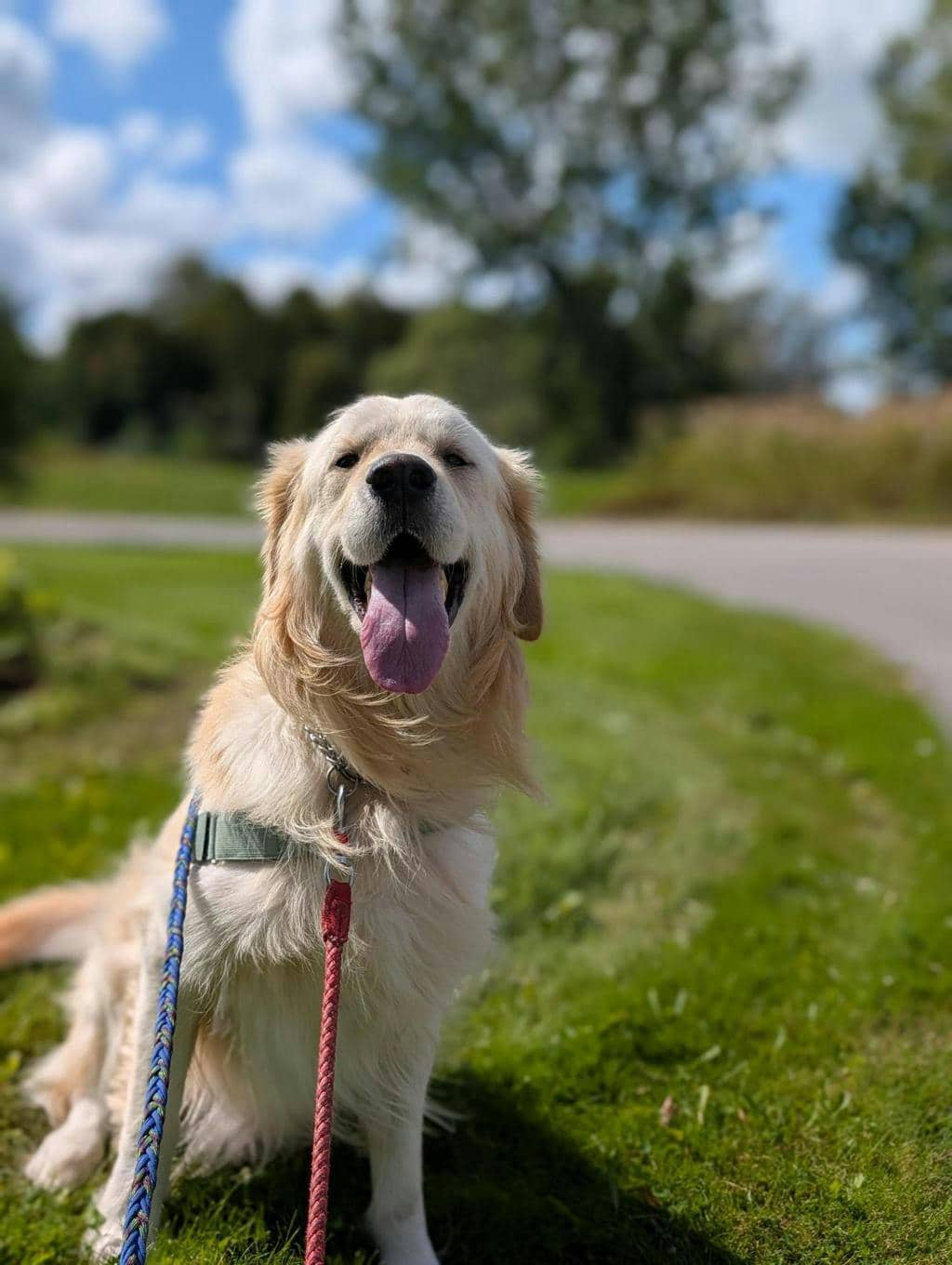Jasper - Golden Retriever available for adoption