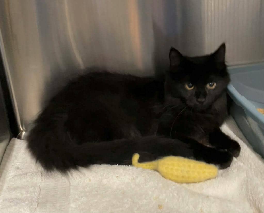 Toe - Domestic Medium Hair cat available for adoption at Ontario SPCA (Ottawa Area) in Pembroke
