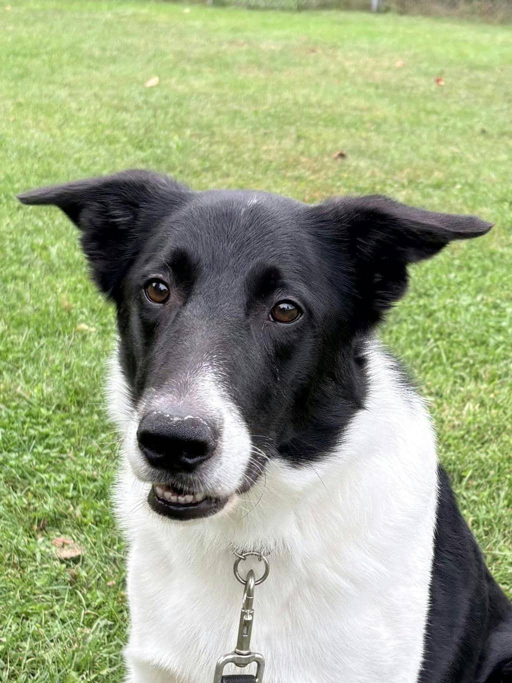 Mr President - Border Collie available for adoption