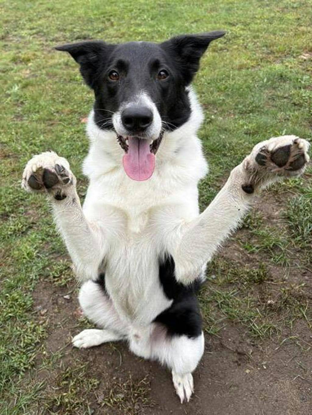 Mr. P (@ Huntsville Petsmart) - Border Collie available for adoption