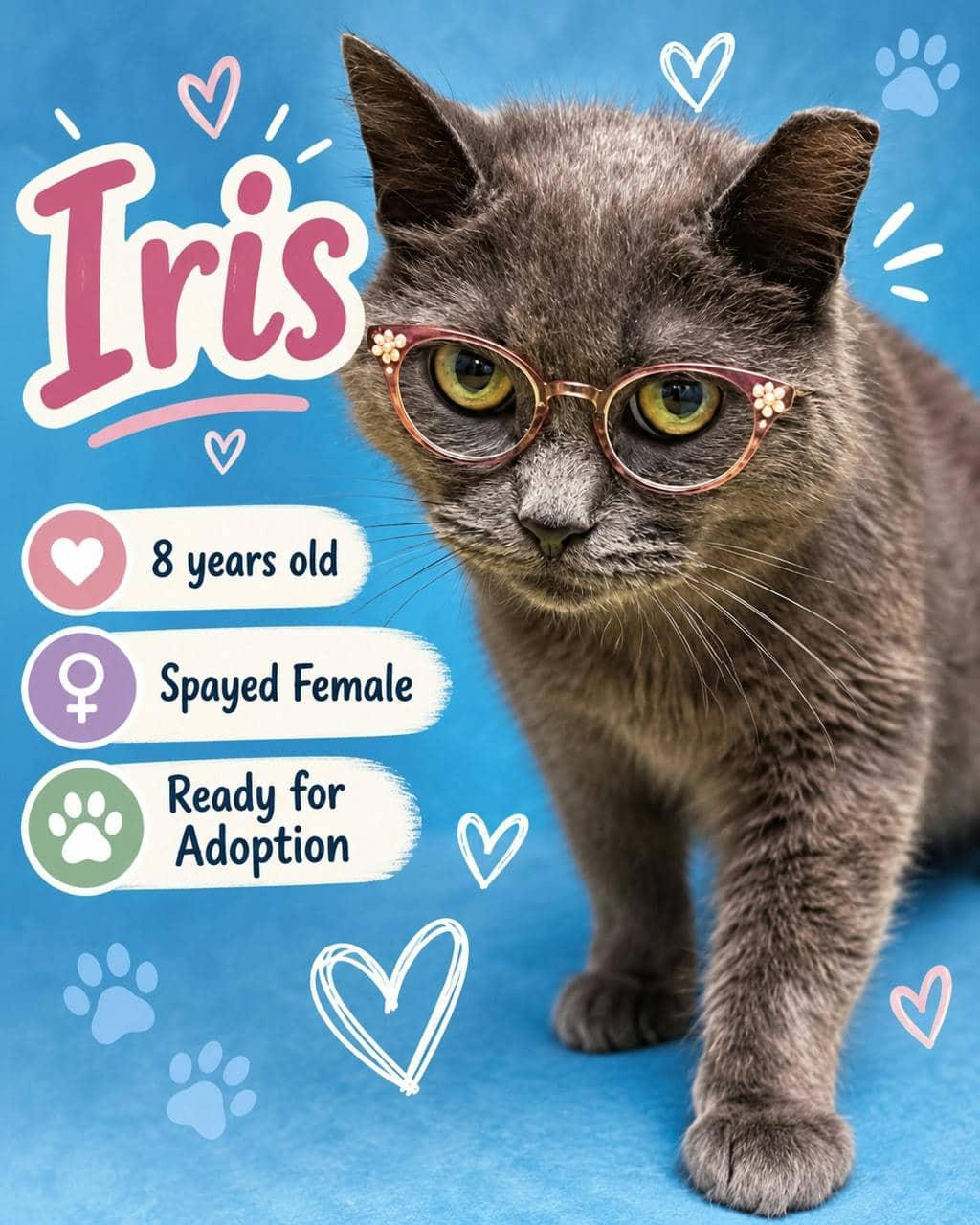 Iris - Domestic Medium Hair cat available for adoption in Calgary
