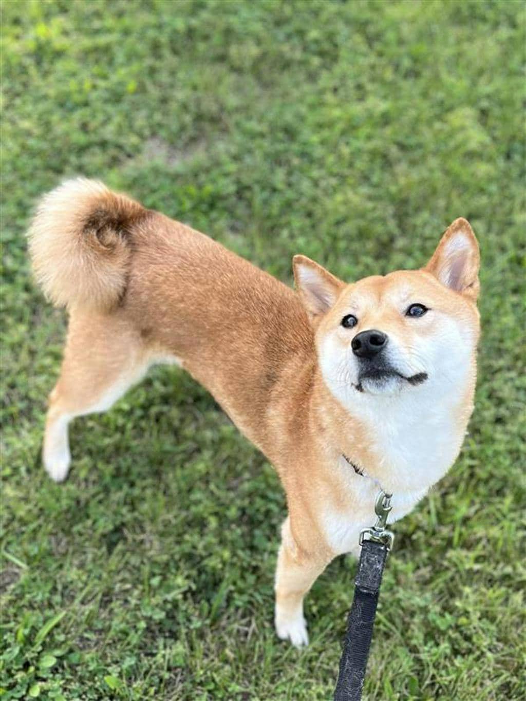 Kuromi - Shiba Inu available for adoption at Ontario SPCA (Central Ontario) in Barrie