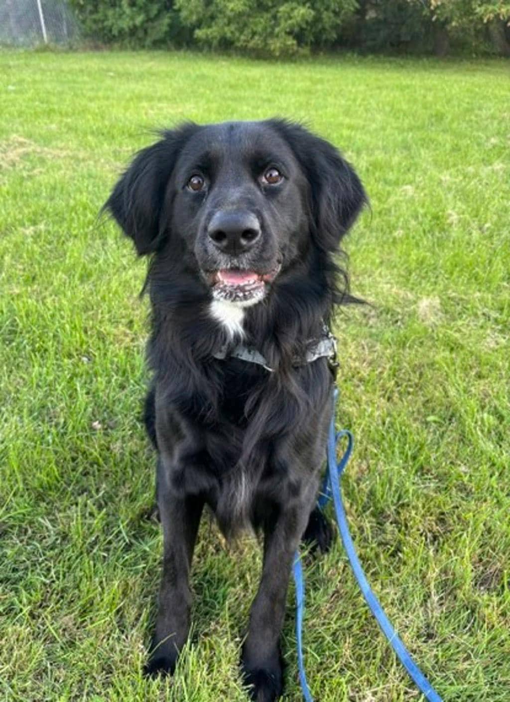 Arlo - Mixed Breed available for adoption at Ontario SPCA & Humane Society in Napanee