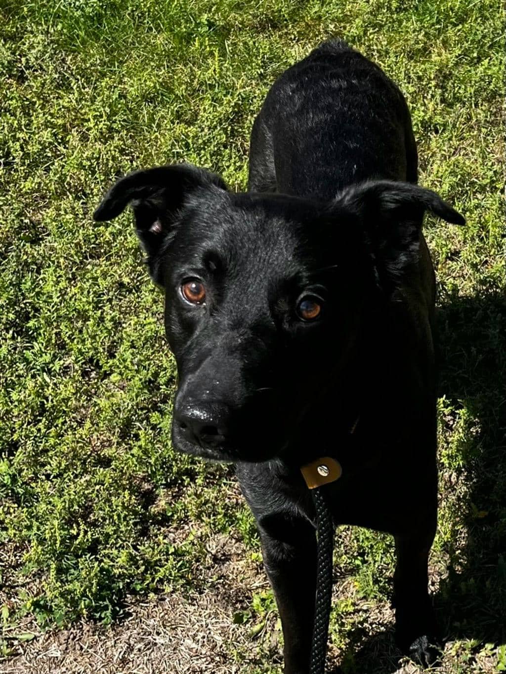 Atlas - Labrador Retriever available for adoption