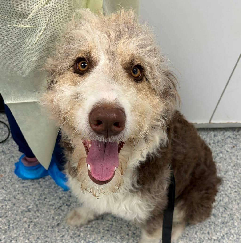 Nellie - Australian Shepherd available for adoption