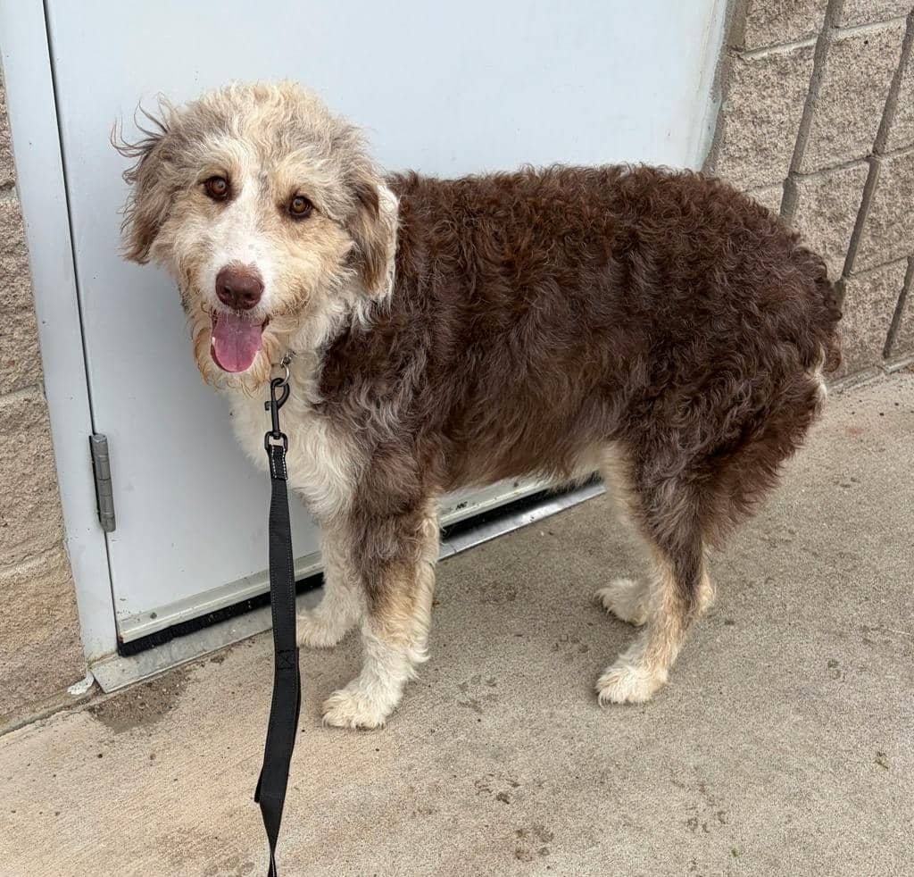 Nellie - Australian Shepherd available for adoption at Ontario SPCA (Ottawa Area) in Pembroke