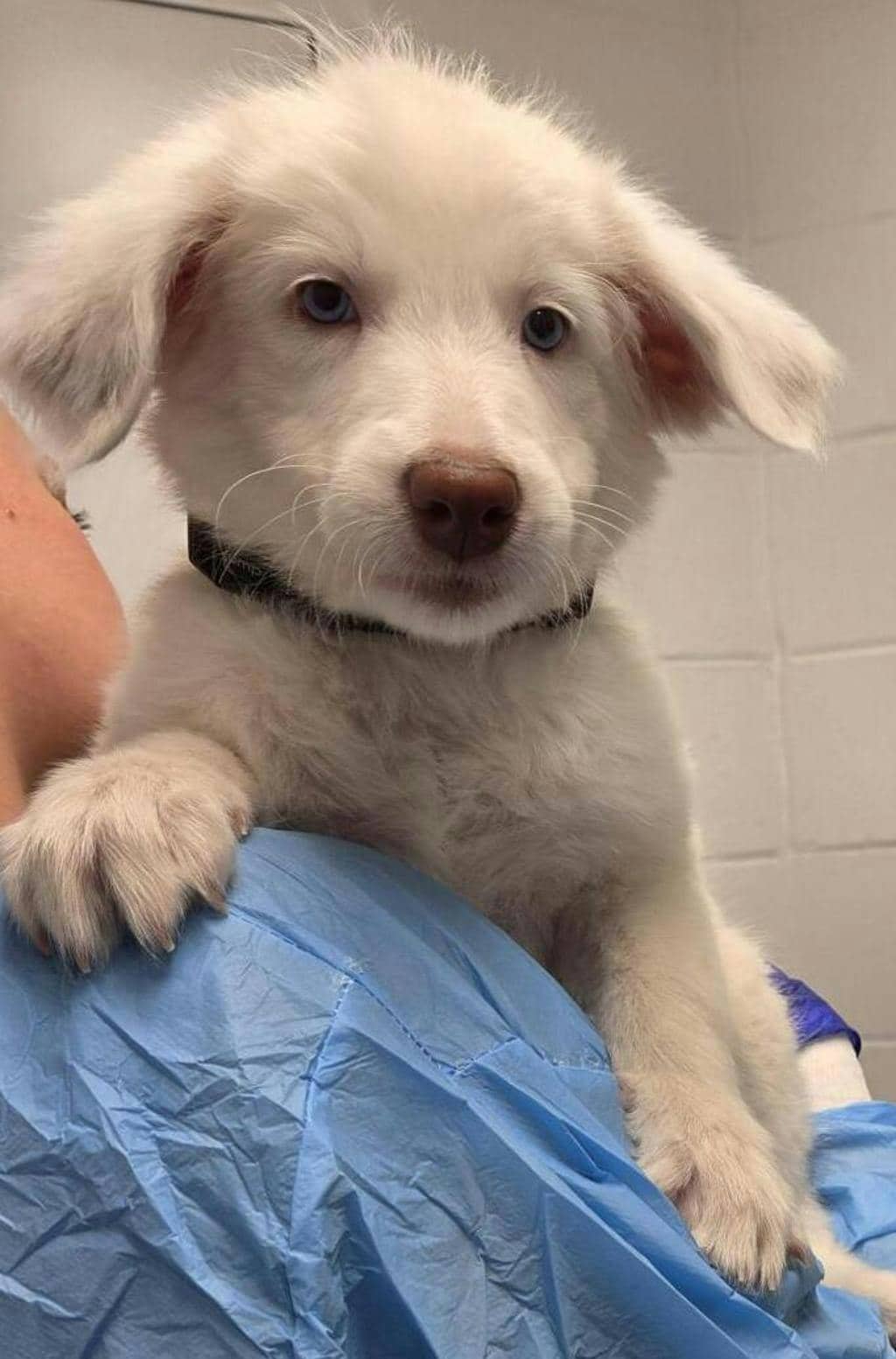Budderball - Australian Shepherd available for adoption at Ontario SPCA (Ottawa Area) in Pembroke