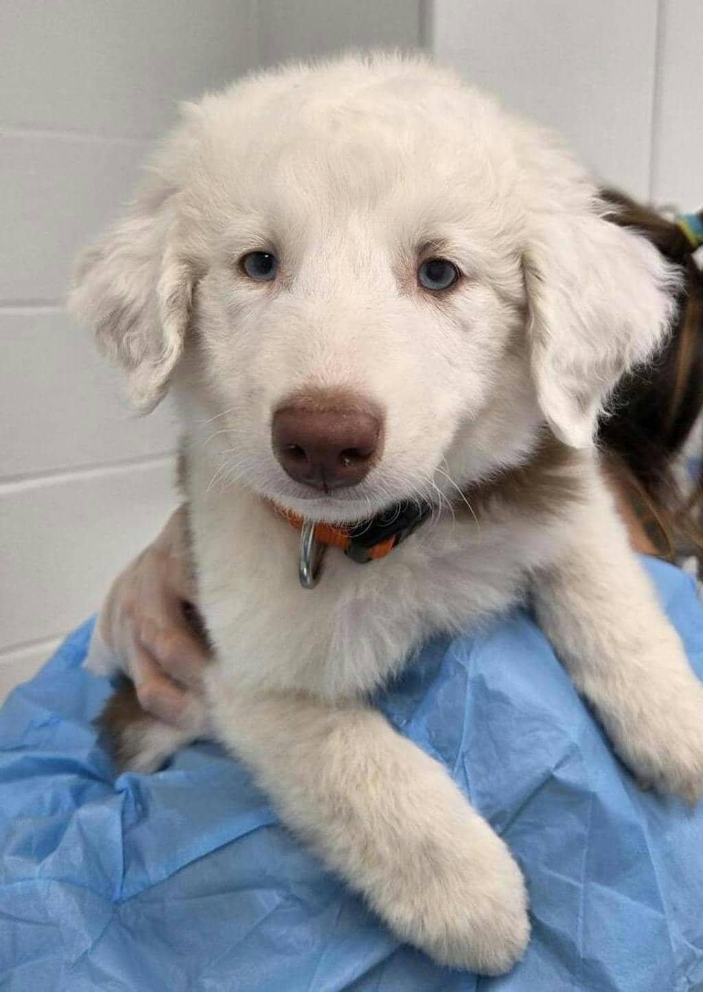 Mudbud - Australian Shepherd available for adoption