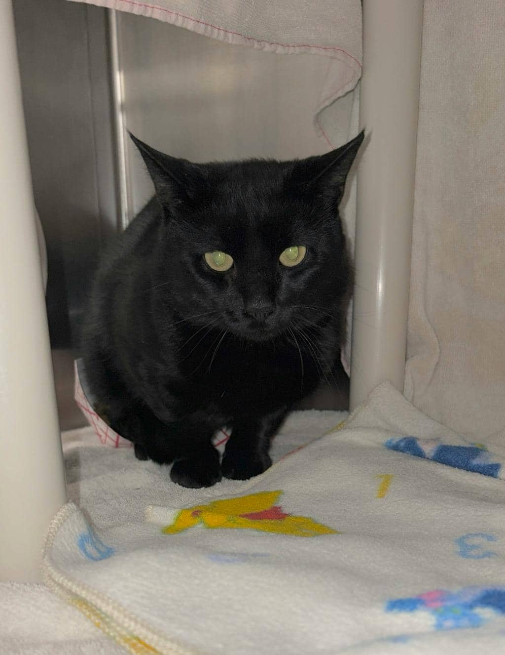 Smee - Domestic Short Hair cat available for adoption at Ontario SPCA (Ottawa Area) in Pembroke