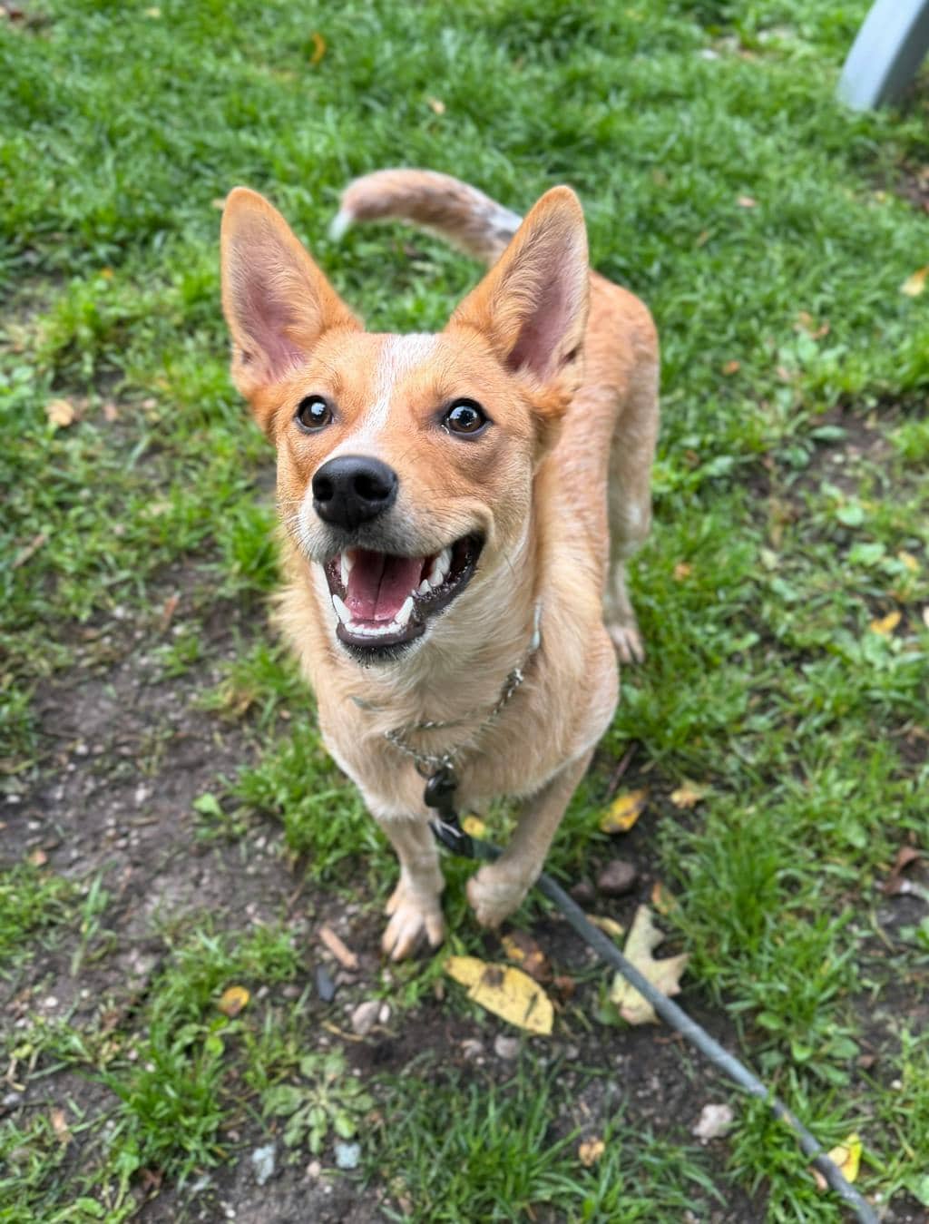 Foxy - Australian Cattledog available for adoption at Ontario SPCA (Central Ontario) in Orillia