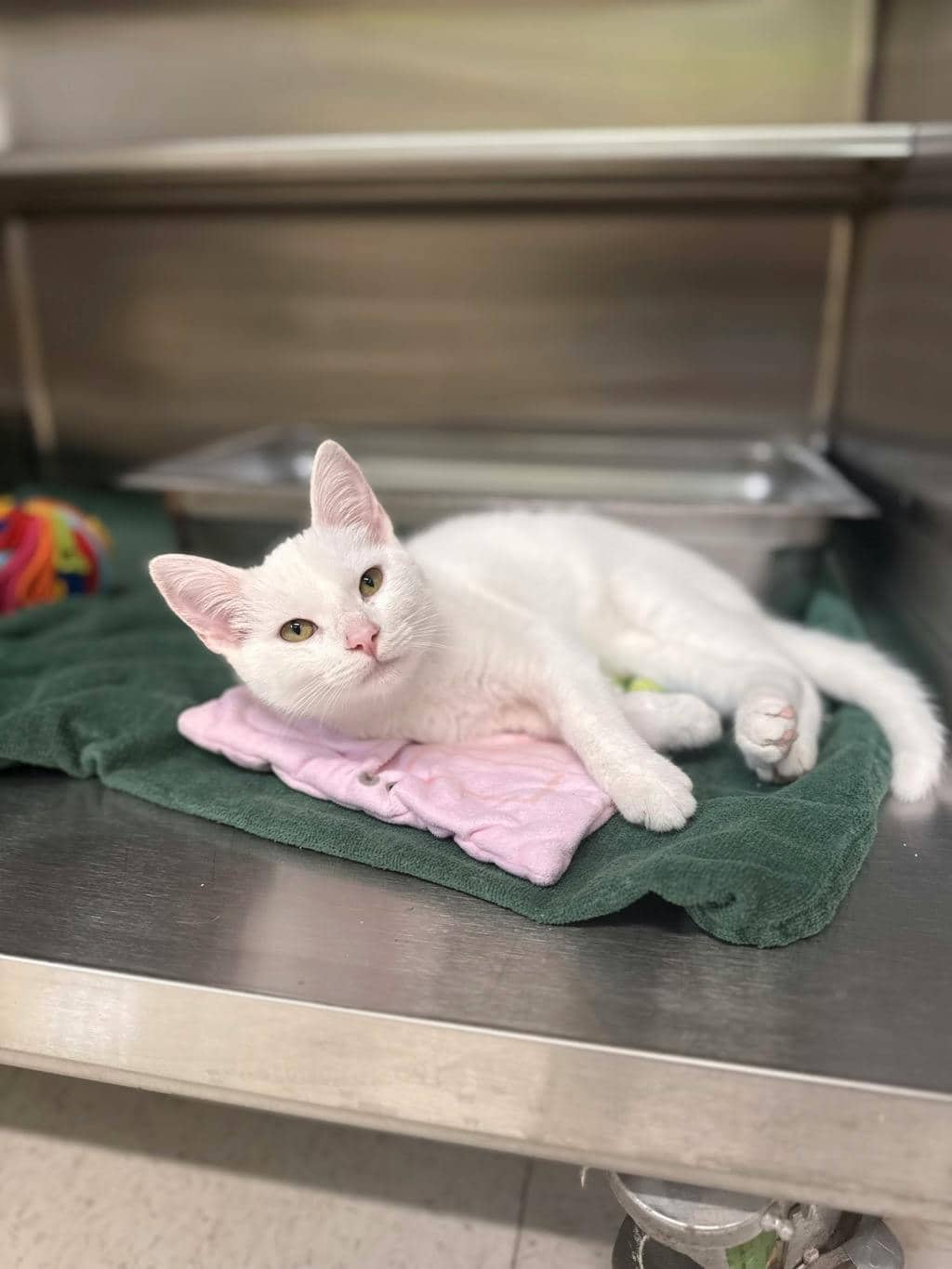 Mouse - Domestic Short Hair cat available for adoption at Ontario SPCA (Ottawa Area) in Cornwall