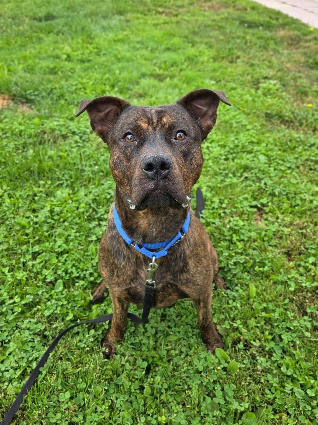 Ed - Shepherd available for adoption