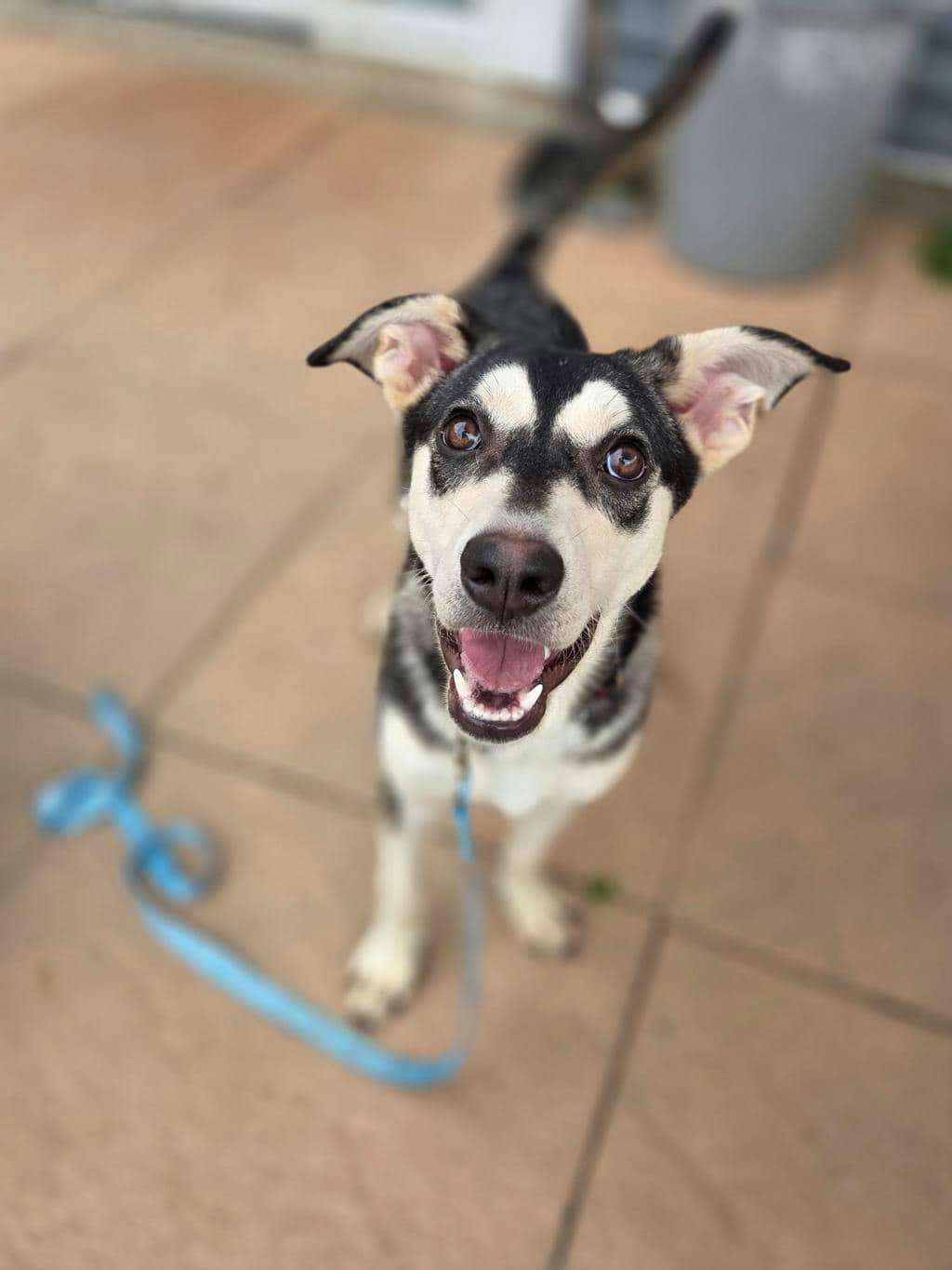 Ophelia - Alaskan Husky available for adoption at Ontario SPCA (Toronto Area) in Stouffville