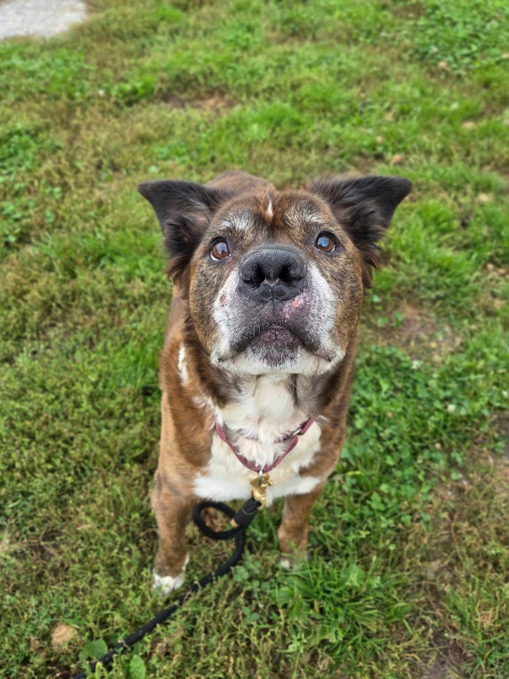 Rusty - American Bulldog available for adoption at Ontario SPCA (Toronto Area) in Stouffville