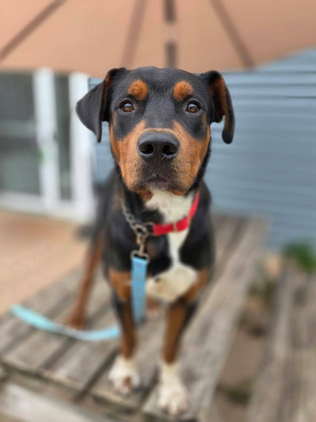 Queso - Hound available for adoption at Ontario SPCA (Toronto Area) in Stouffville