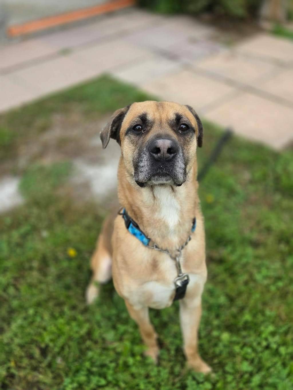 Denzel - Shepherd available for adoption