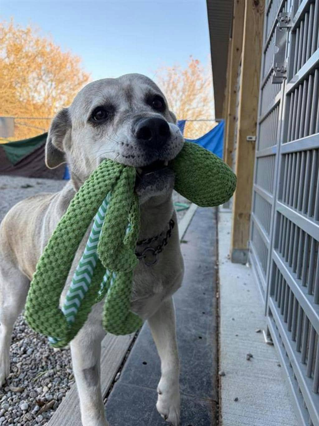 Agnes - Labrador available for adoption