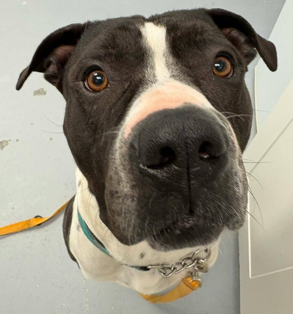 Bruce - American Bulldog available for adoption at Ontario SPCA (Central Ontario) in Midland