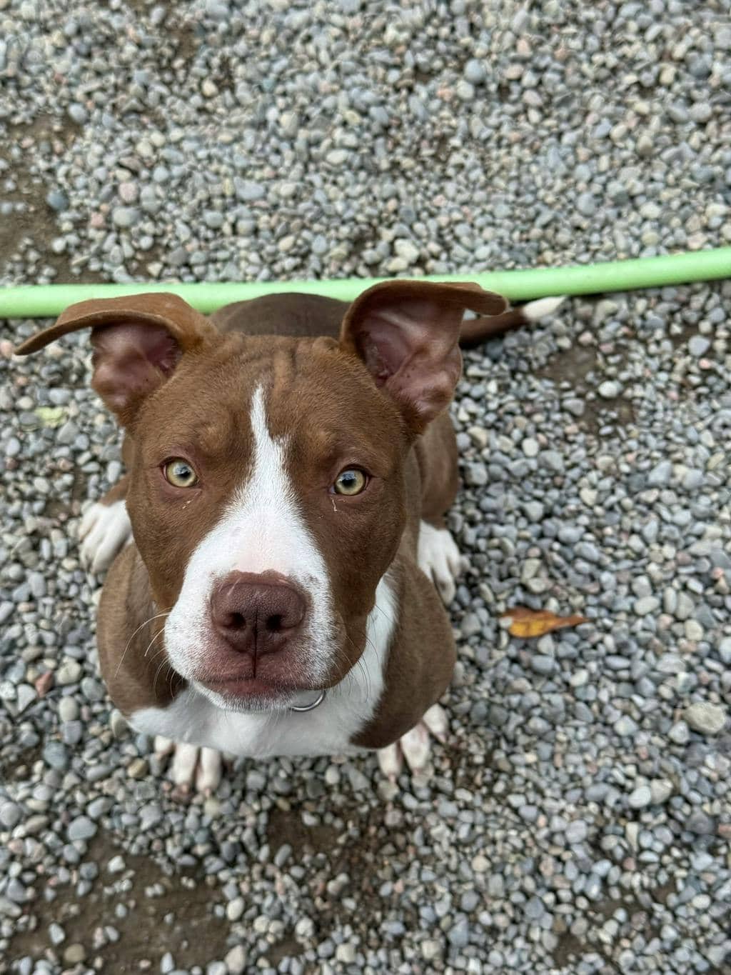 Dinghy - American Bulldog available for adoption