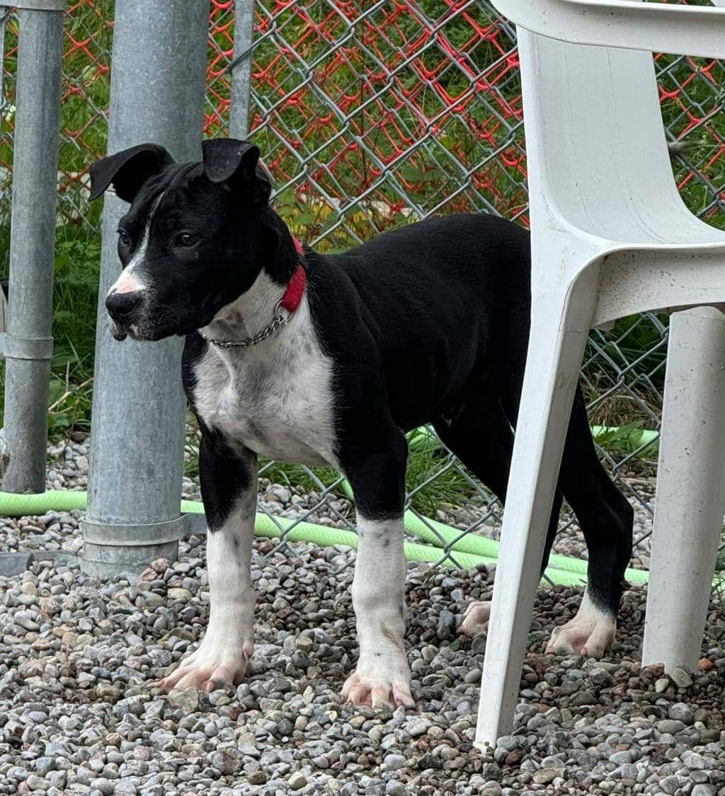 Catamaran - American Bulldog available for adoption at Ontario SPCA (Toronto Area) in Stouffville