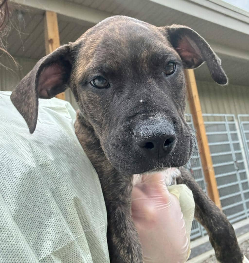 Tugboat - American Bulldog available for adoption