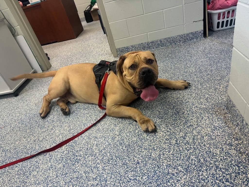 Brutus - Boerboel available for adoption in Calgary