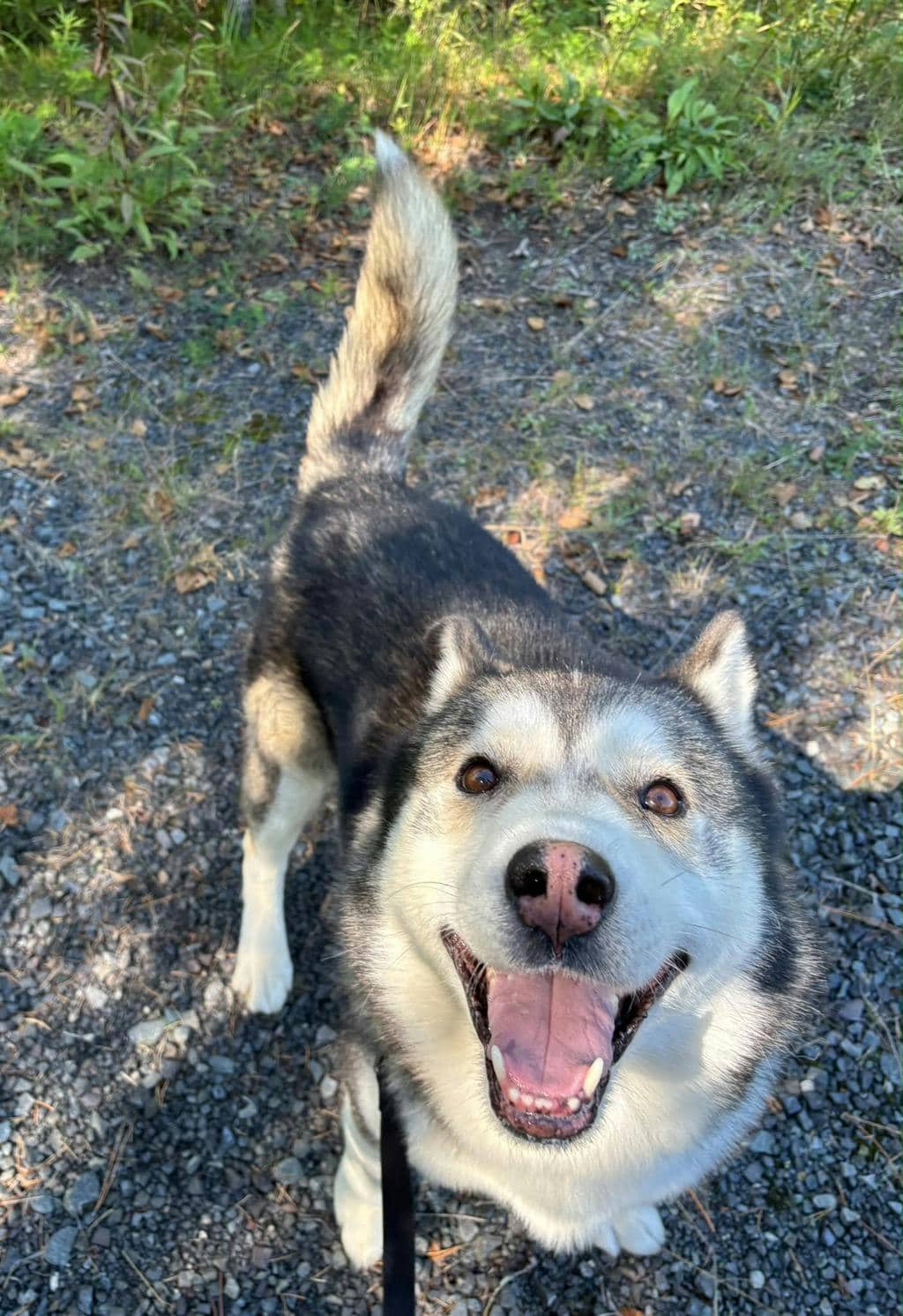 Gordon - Siberian Husky available for adoption