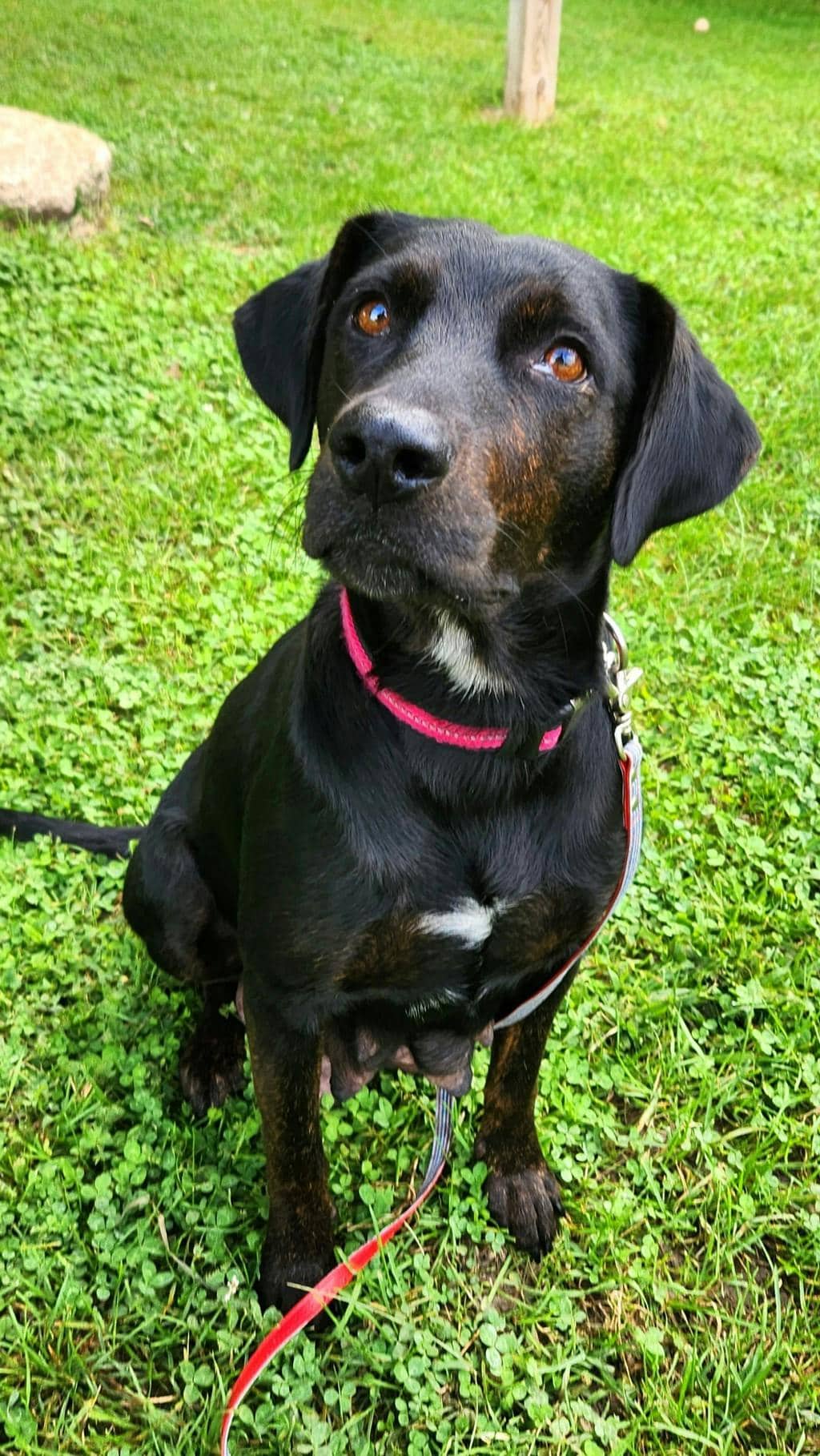 Lorelai - Labrador available for adoption at Ontario SPCA (Ottawa Area) in Ottawa