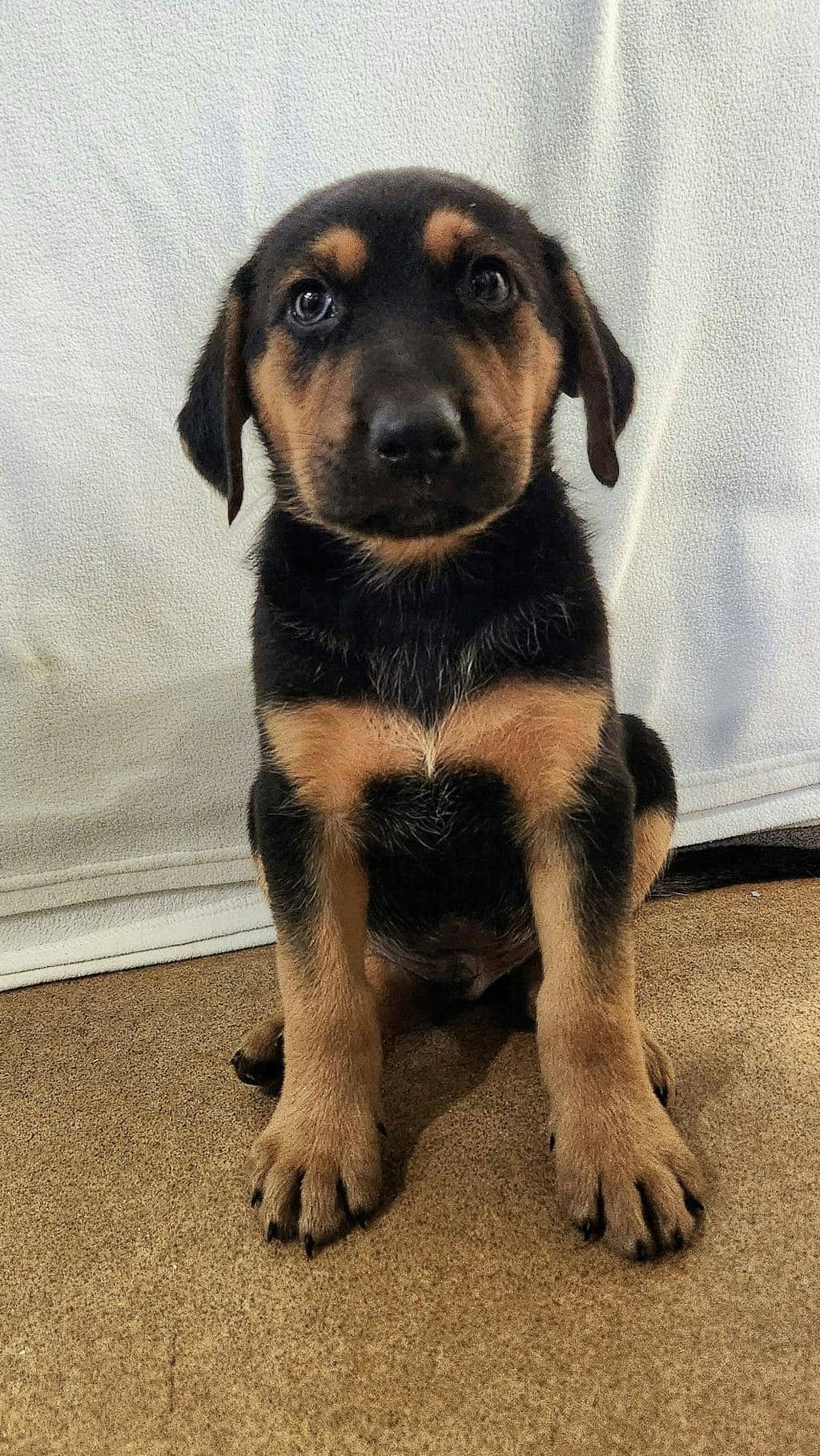 Kirk - Labrador available for adoption