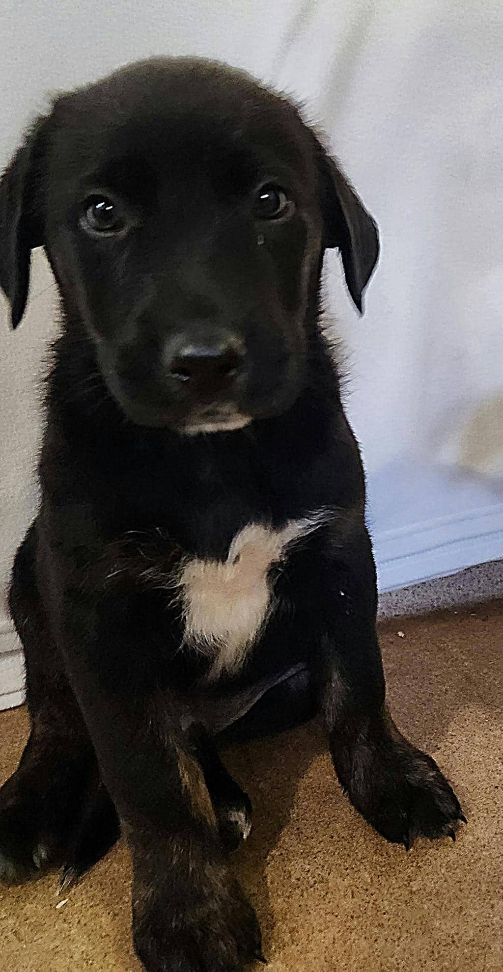 Dean - Labrador available for adoption at Ontario SPCA (Ottawa Area) in Ottawa