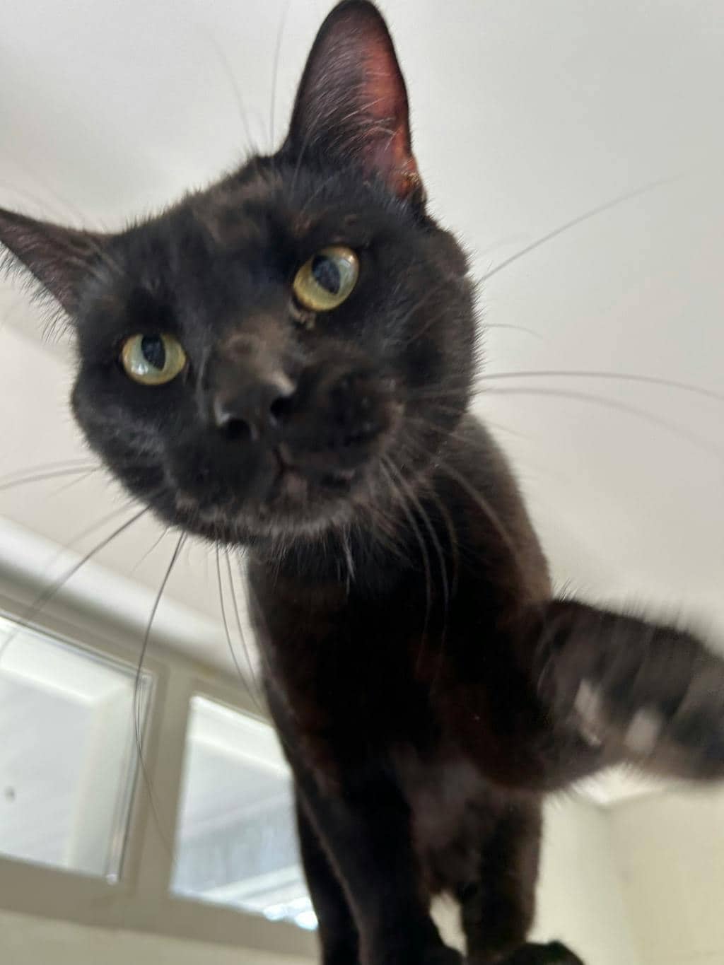 Teddy - Domestic Short Hair cat available for adoption at Ontario SPCA (Central Ontario) in Midland