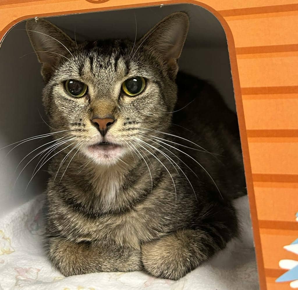 Blueberry - Domestic Short Hair available for adoption