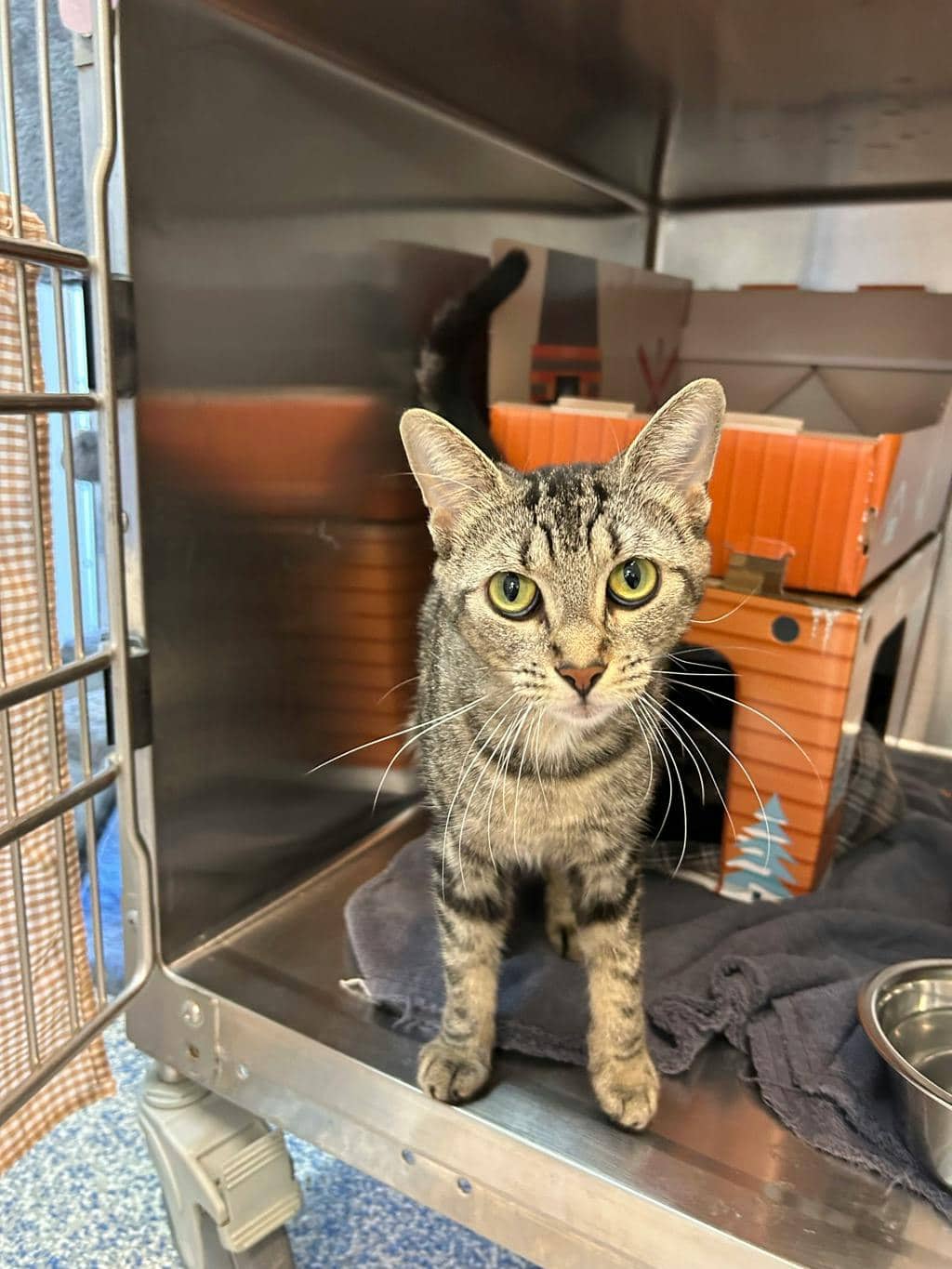 Blueberry - Domestic Short Hair available for adoption