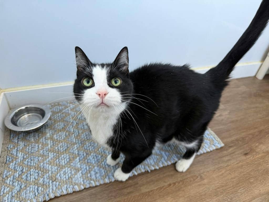 Tommy - Domestic Short Hair available for adoption